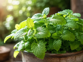 Lemon Balm Extract: Health Benefits and How It Supports Sleep and Relaxation